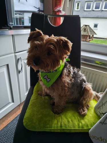 Customer photo review of 2er Set - Bestechlich - Hunde Halstuch / Bandana für Hunde