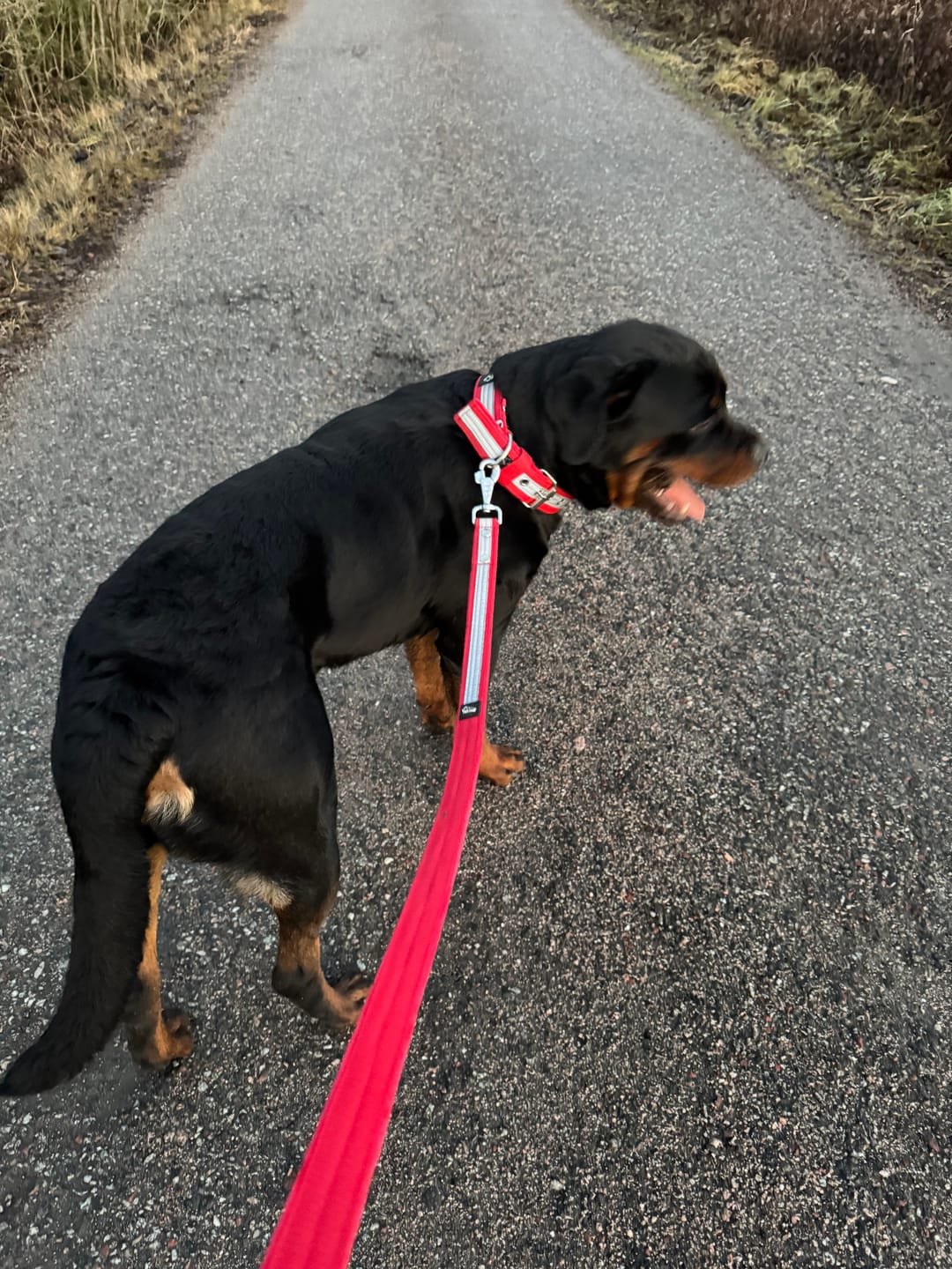 Customer photo review of Active Safe Set Rött - Active halsband & koppel med reflex