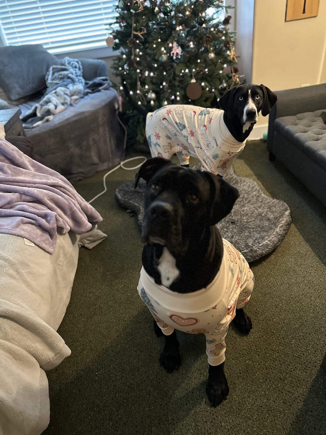 Customer photo review of Dog Christmas Pajama - Frosty Night