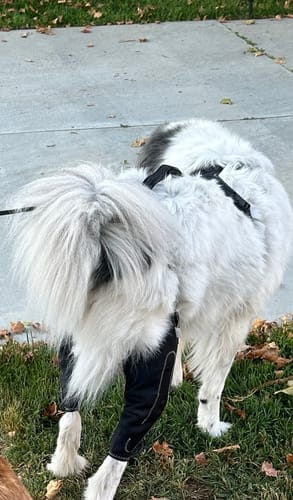Customer photo review of Pawvie™ Orthopedic Dual-Hinge Knee Brace