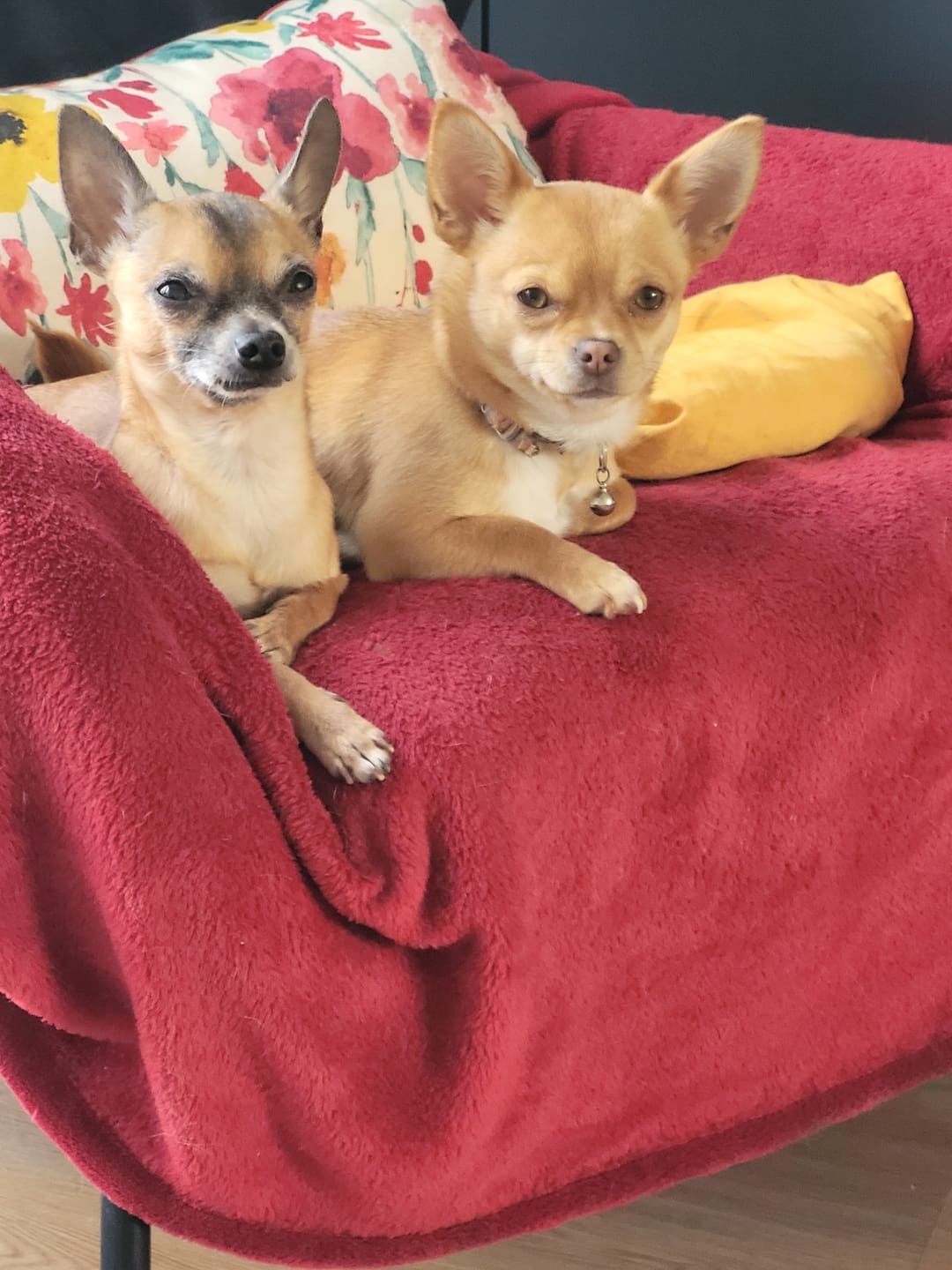 Customer photo review of Croquettes Poulet & Petit Pois - Chien Petite Race