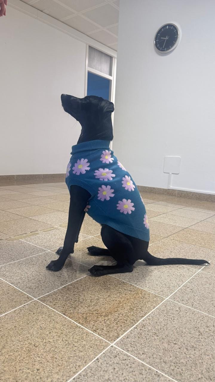 Customer photo review of Flower Knit Dog Sweater