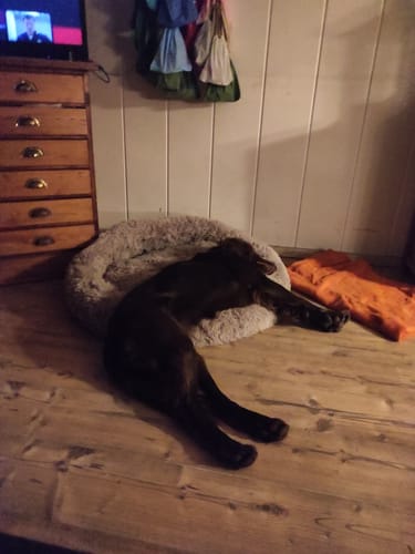 Customer photo review of Hundebett - Katzenbett rund Wuscheldonut