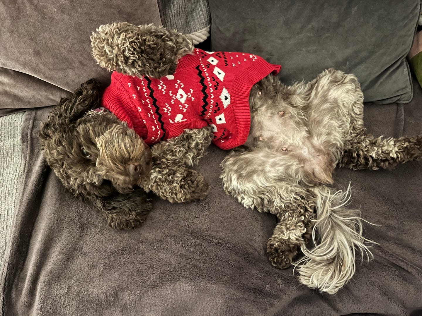 Customer photo review of Knit Christmas Dog Sweater - Dasher Red