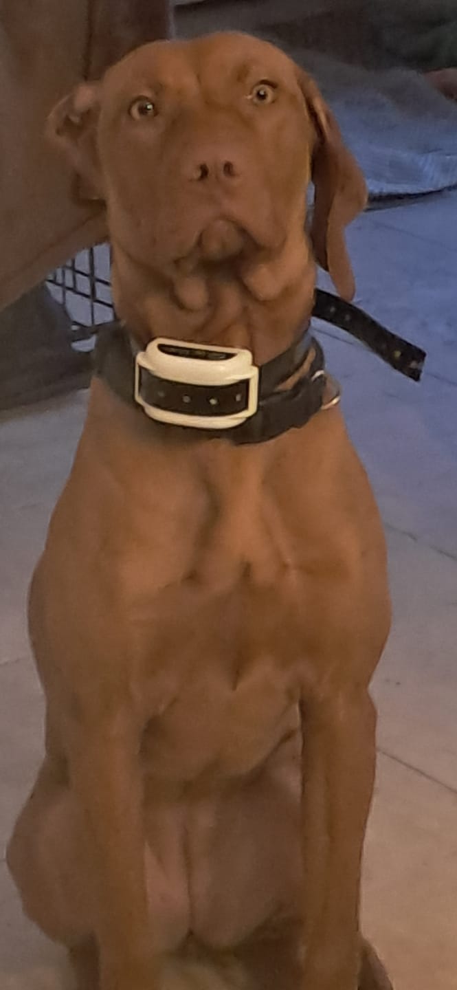 Customer photo review of Spare Collar | for KD661C Wireless Dog Fence
