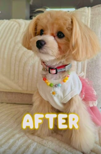 Customer photo review of FunFunPet 高機能ハーネス（お名前タグ作成サービス付き）