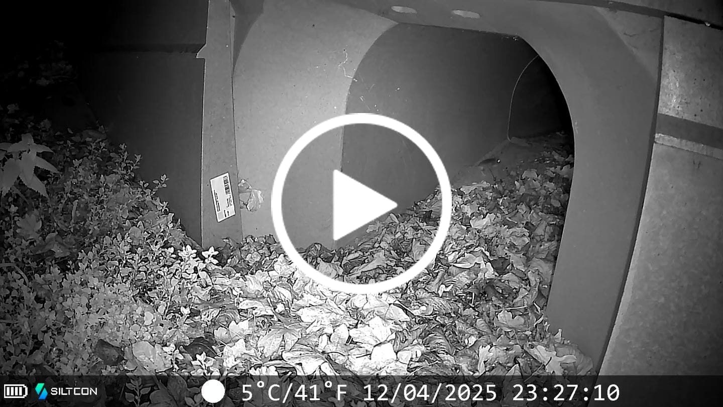 Customer video review of Siltcon® Wildcamera Nachtzicht en wifi 4K