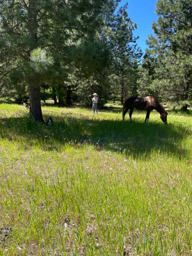 Reviewer's brown horse, Skeeter, grazing in a wide, green pasture with a person and dog in the distance.