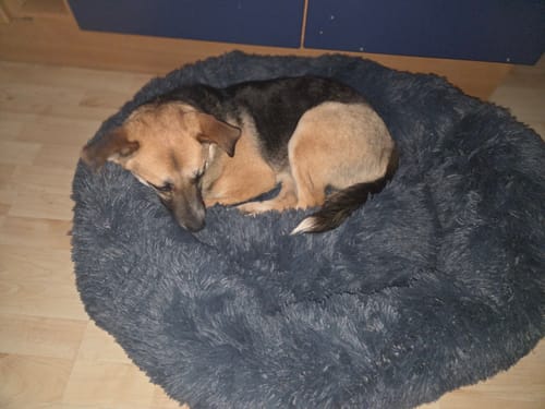 Customer photo review of Puppery Hundebett Wolke 7 - Das Original