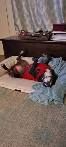 Reviewer's photo of a dog in a red shirt lying upside down on a pet bed.