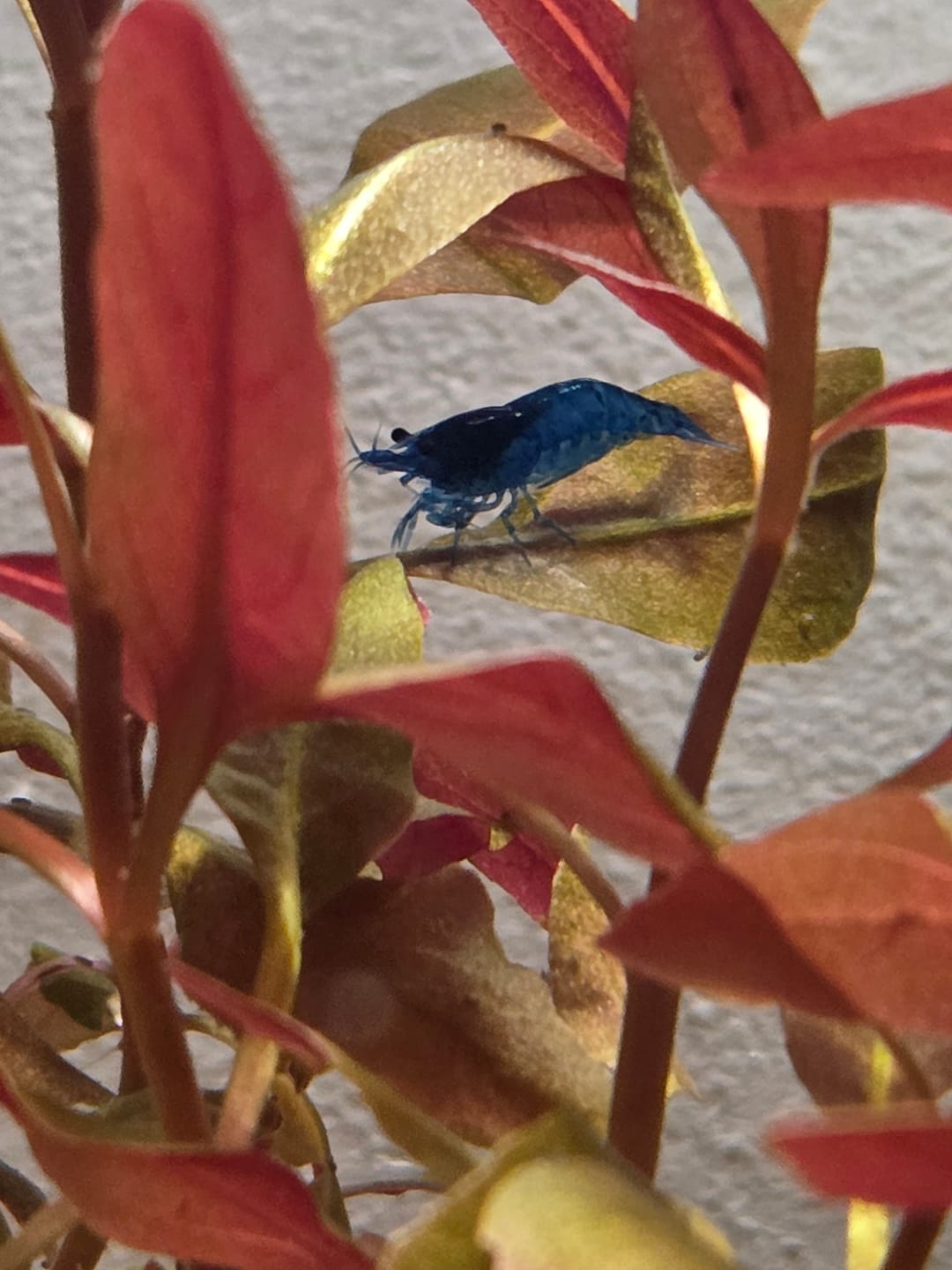 Customer photo review of Orange Rili Shrimp