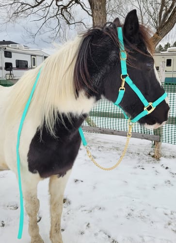 Customer photo review of Mystery Box - Halter & Lead - Preorder