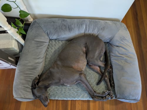 Customer's greyhound curled up in the corner of the grey XL Pet Sofa Bed, viewed from above.