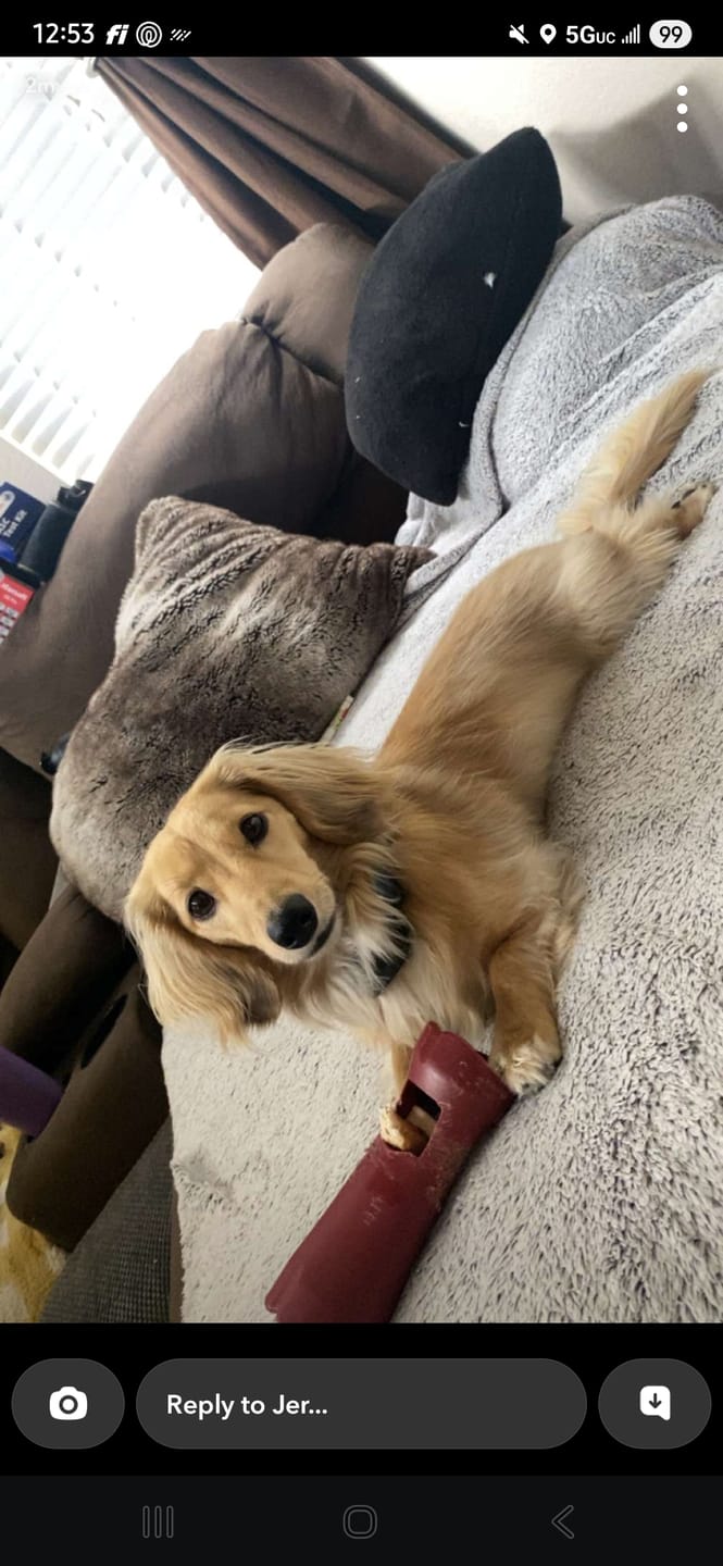 Customer photo review of 6 Inch Monster Bully Stick
