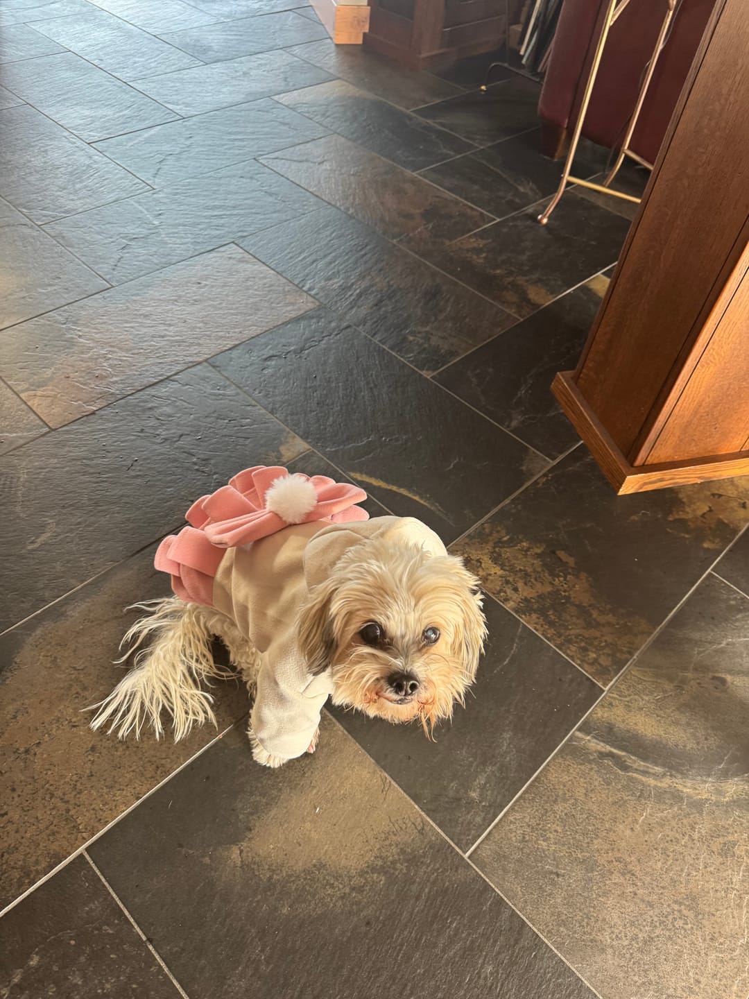 Customer photo review of Warm Fleece Bow Layered Dog Dress Jacket
