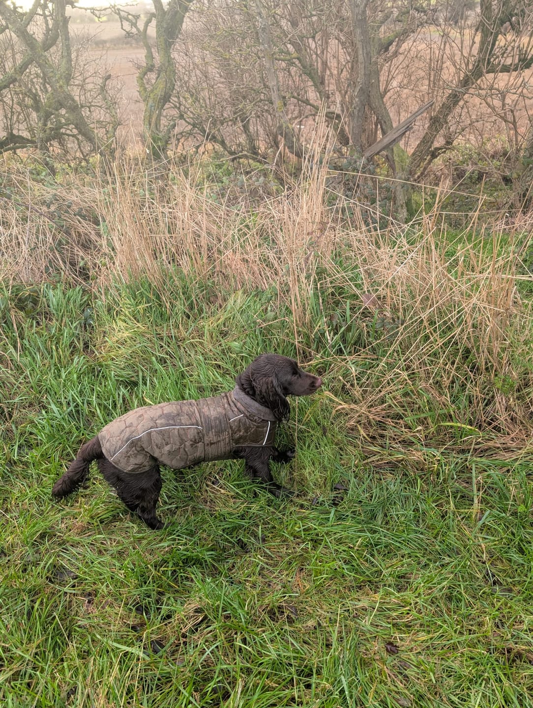 Customer photo review of Honey Comb Dog Coat