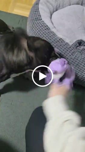 Customer video review of Dein Haustier als Porträt - Individuelle Leinwand