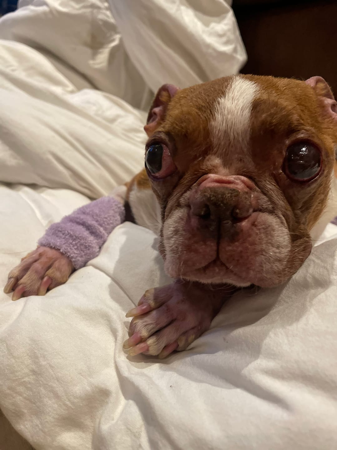 Customer photo review of Stretchy Fleece Dog Leg Warmer Sleeves