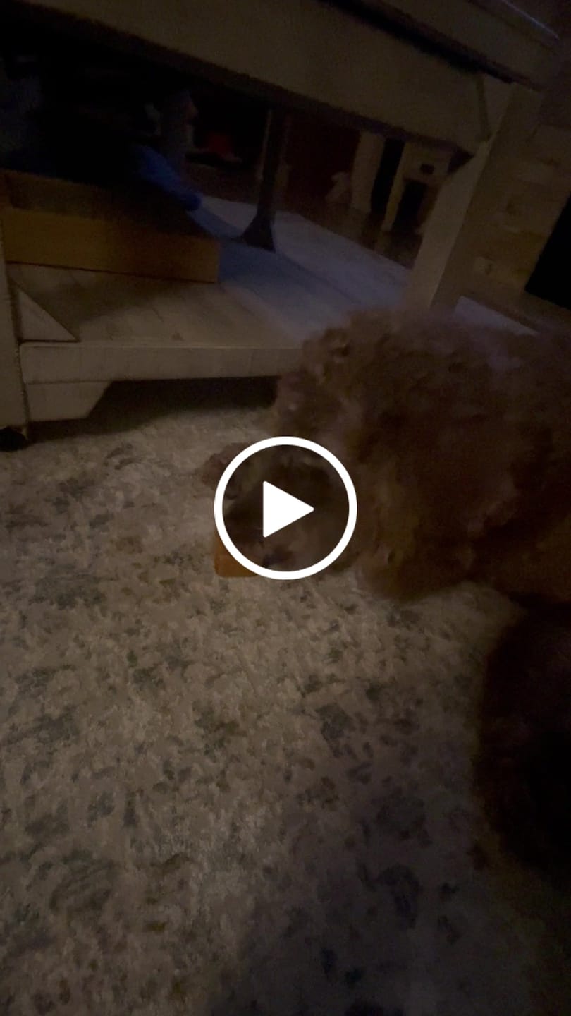 Customer video review of Beef Cheek Sticks
