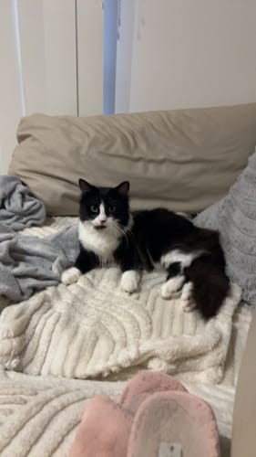 Customer photo review of 1 Month Supply – 1 Cat