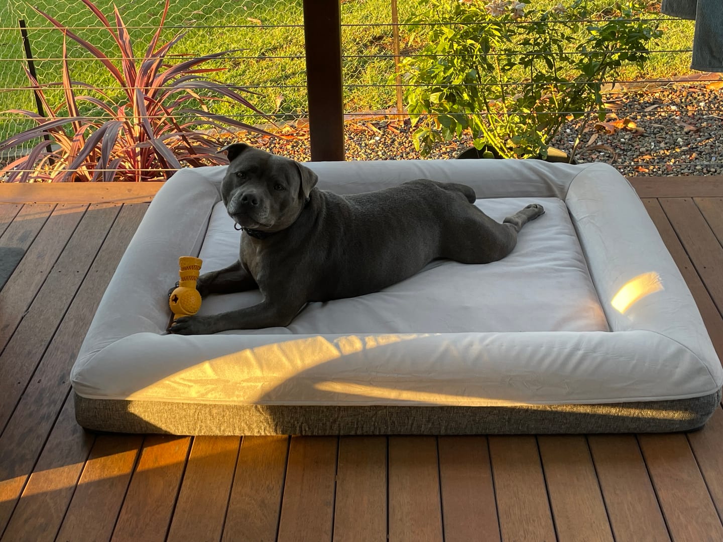 Customer photo review of Orthopaedic Memory Foam Dog Bed