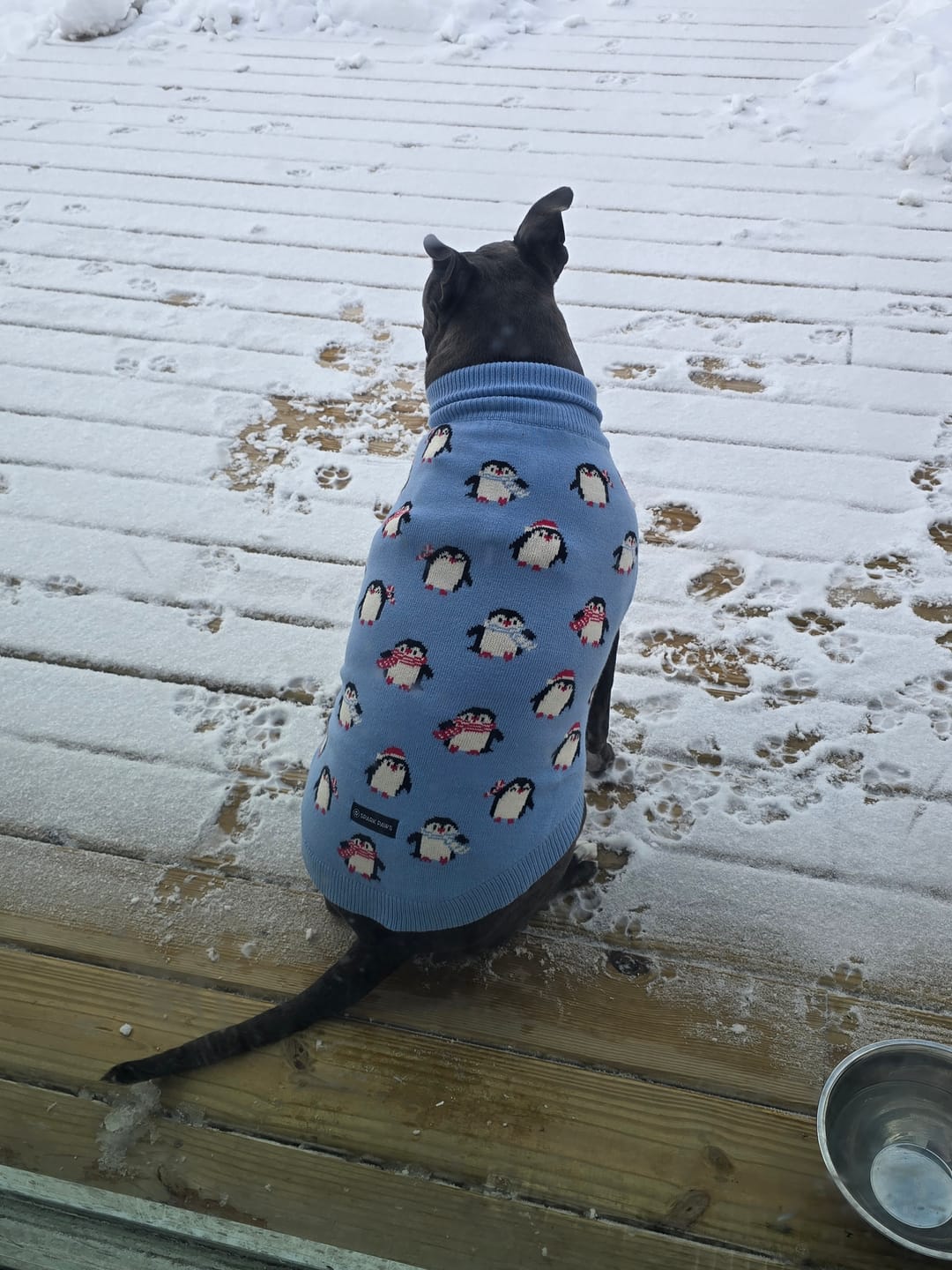 Customer photo review of Dog Sweater - Penguins