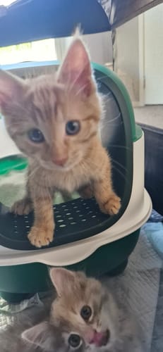 Customer photo review of Fit Litter