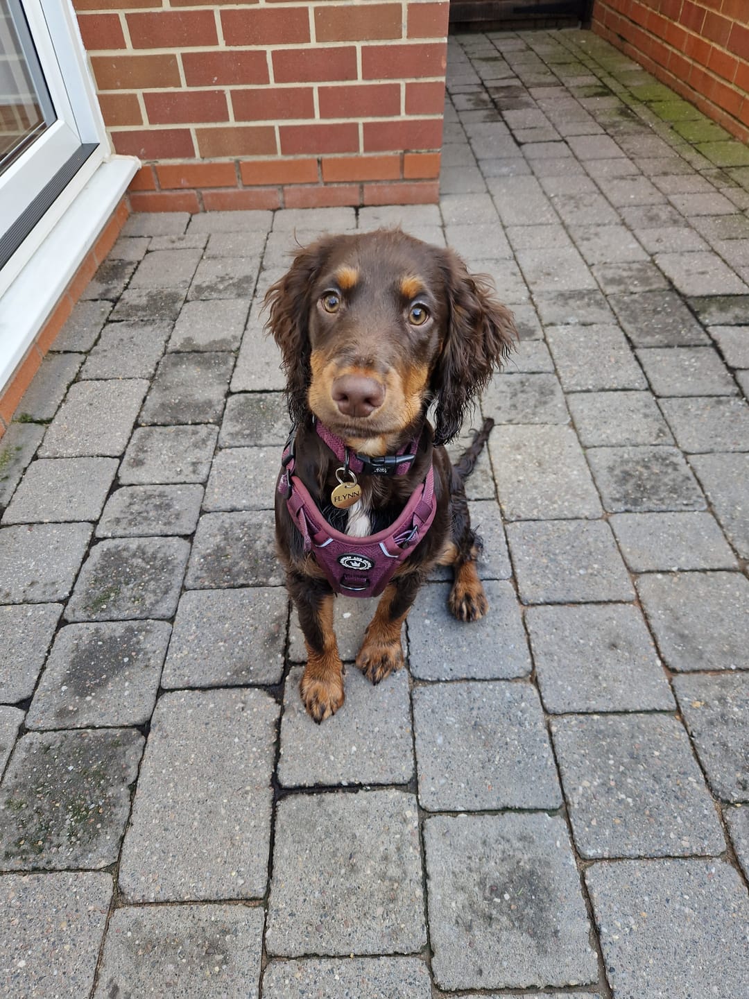 Customer photo review of Adjustable Collar - Mulberry Tweed