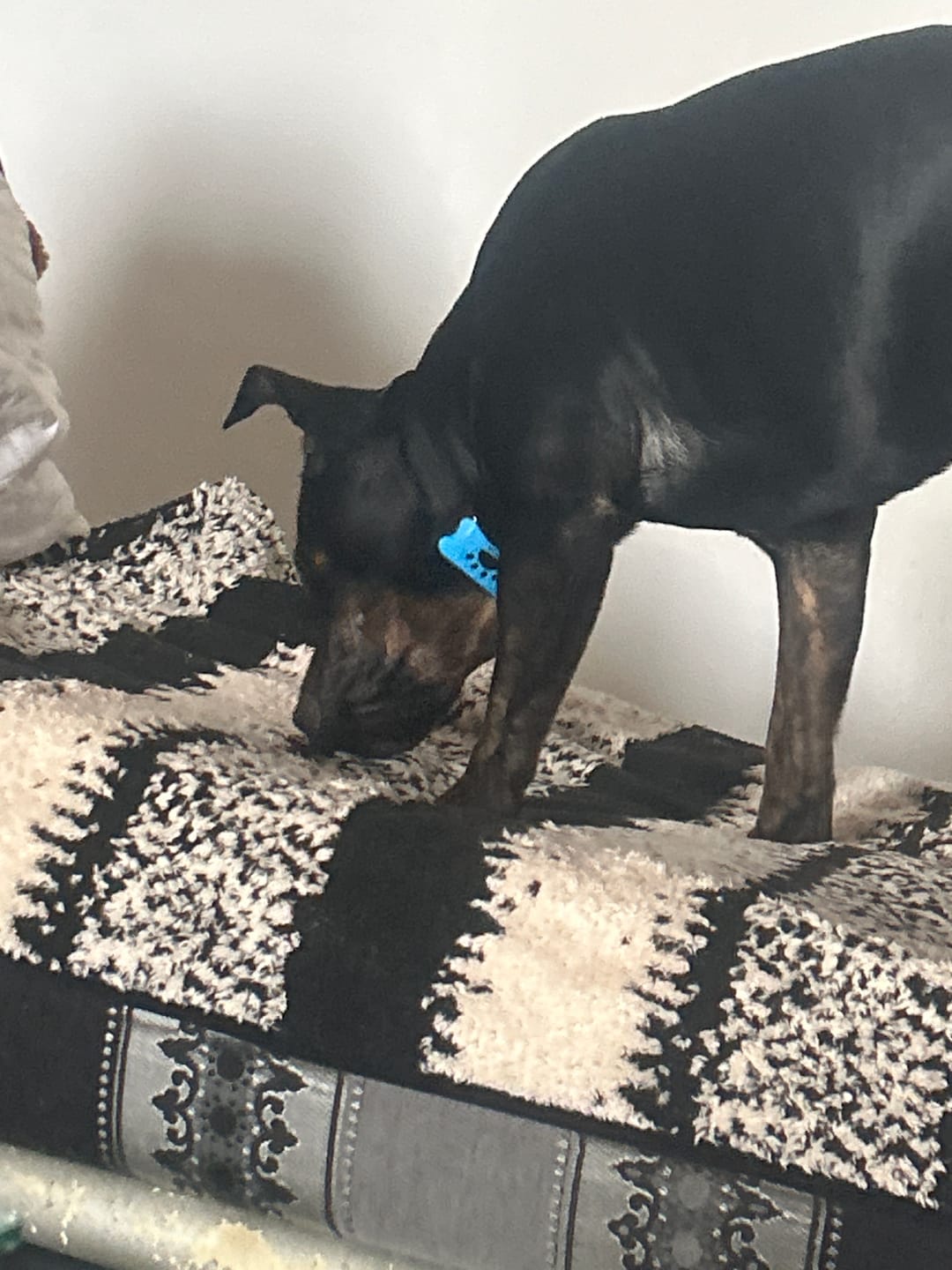 Customer photo review of Collier Anti Aboiement PuppySafe