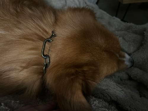 Customer photo review of Kurzgliedrige Eastside Chains HERBSTKOLLEKTION