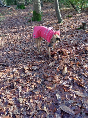 Customer photo review of STORM GUARD Dog Coat with Harness Hole
