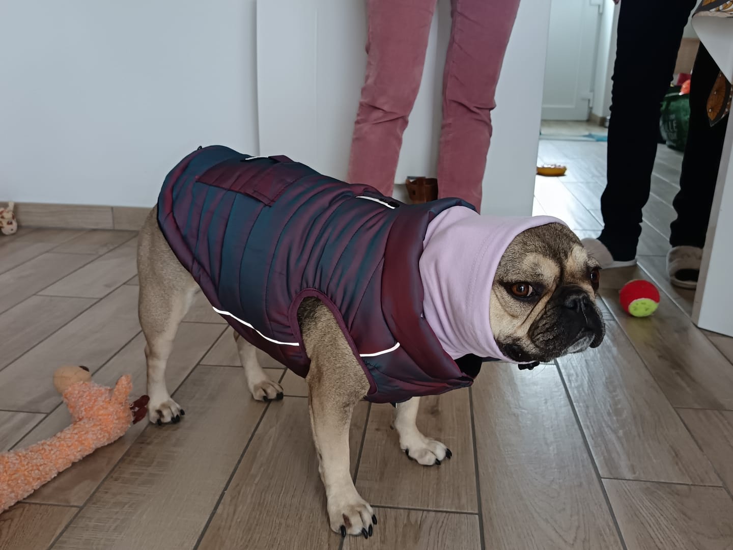 Customer photo review of Anxiety Calming Dog Earmuff Protector