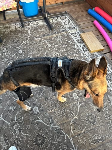 Customer photo review of Pawvie™ Orthopedic Dual-Hinge Knee Brace