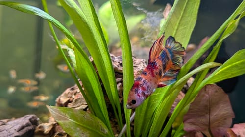 Customer photo review of King Giant Plakat Male Betta Fish | You Pick Fish | High Grade