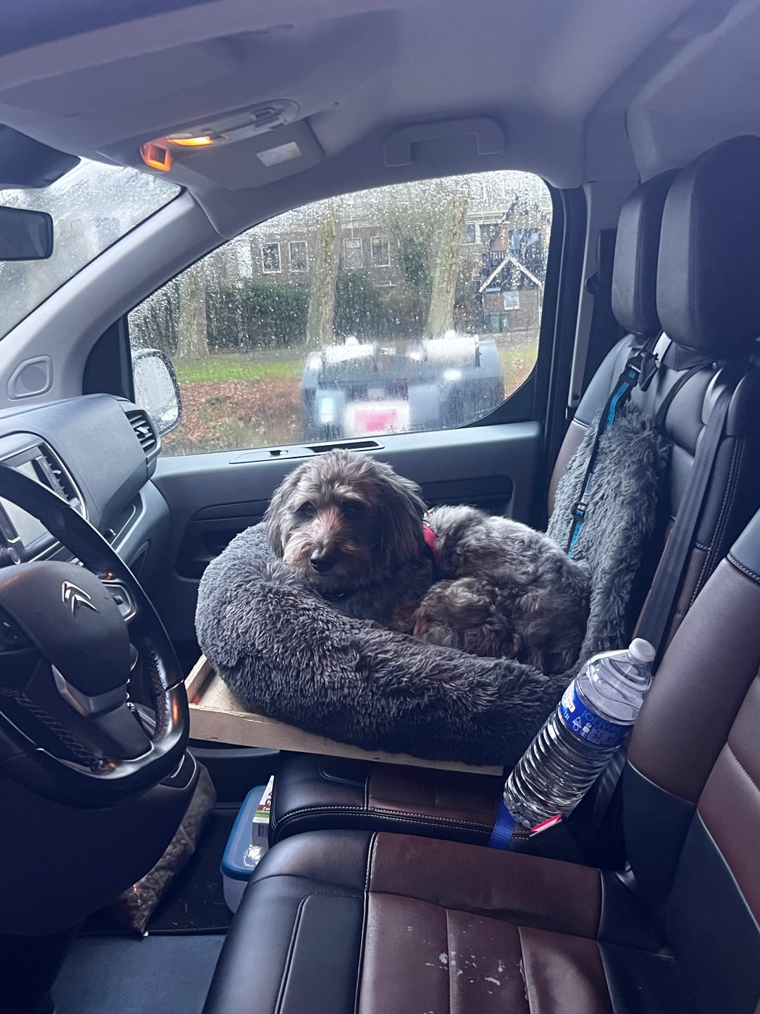 Customer photo review of Pet Perfect Fluffy Autostoel Hond (2-in-1) - Hondenmand Auto - Orthopedisch