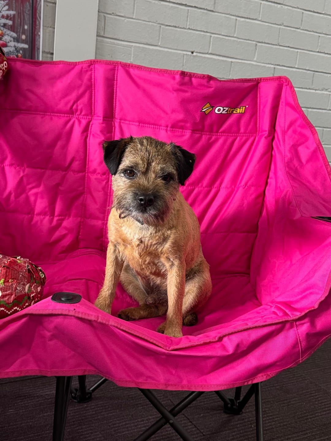 Customer photo review of Bugsy's Air-Dried Kangaroo