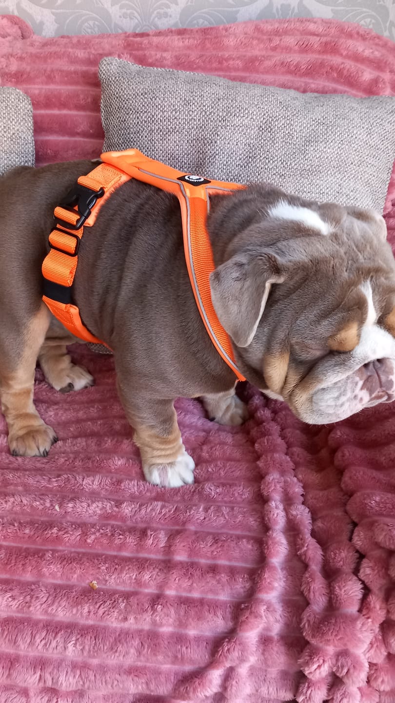 Customer photo review of Slip on Harness | Foam Padded - Orange