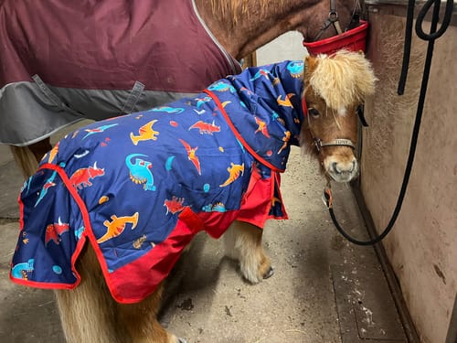 Customer photo review of Dinky Dinos Turnout Rug