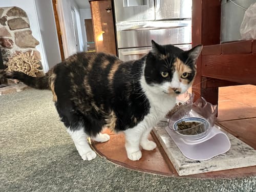 Customer photo review of 5x Blisso Advanced Cat Probiotic (Buy 2 Get 3 Free)