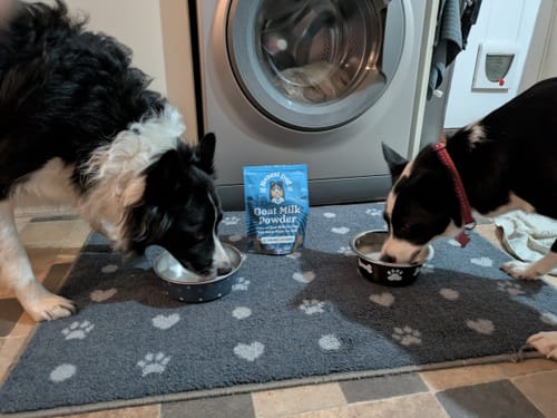 Customer photo review of Ultimate Dog Nutrition Bundle