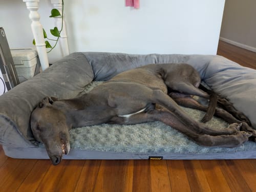 Customer's greyhound stretched out lengthwise on the grey XL Pet Sofa Bed on a wooden floor.