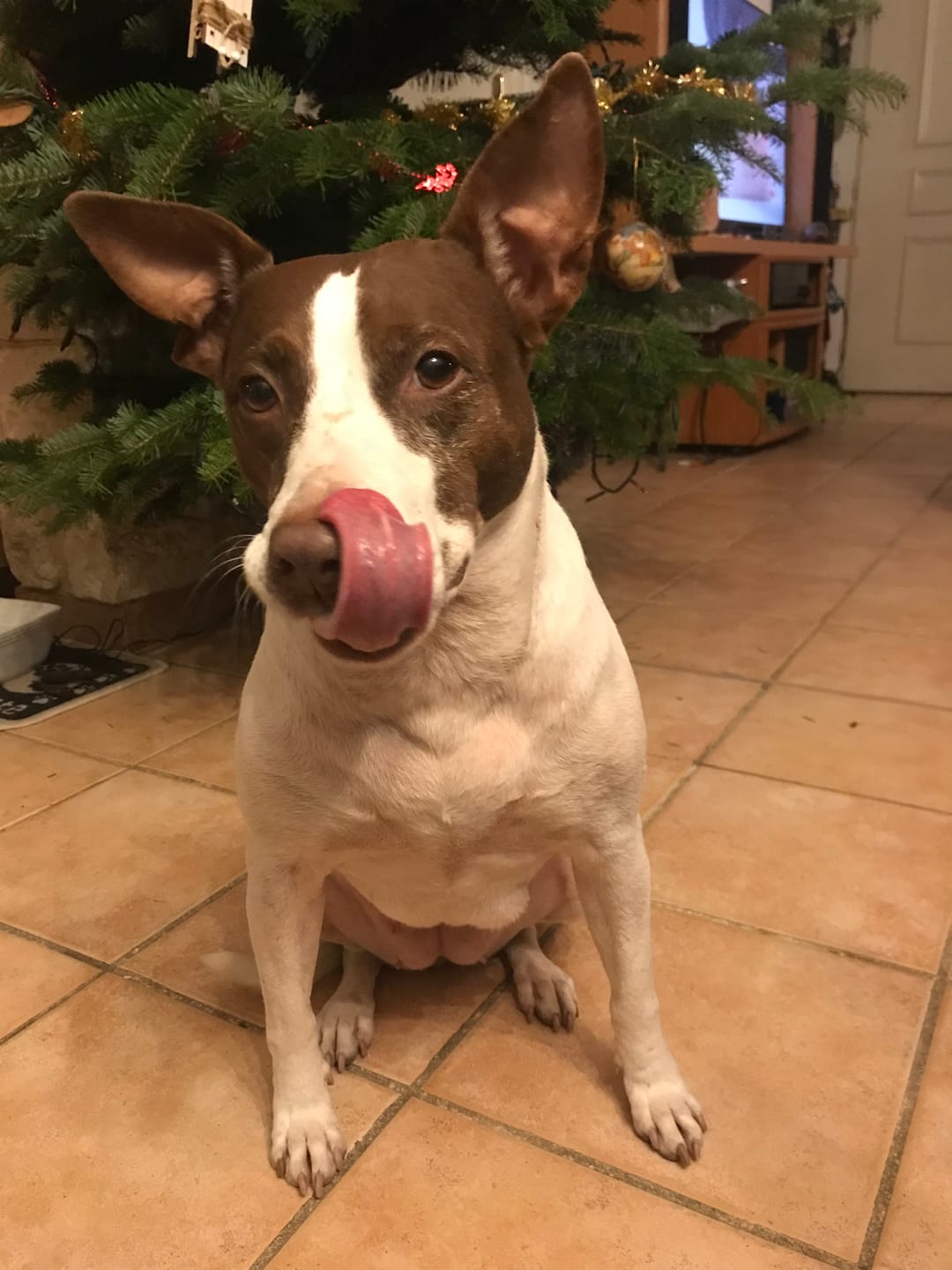 Customer photo review of Croquettes Volaille & Légumes - Chien Sénior