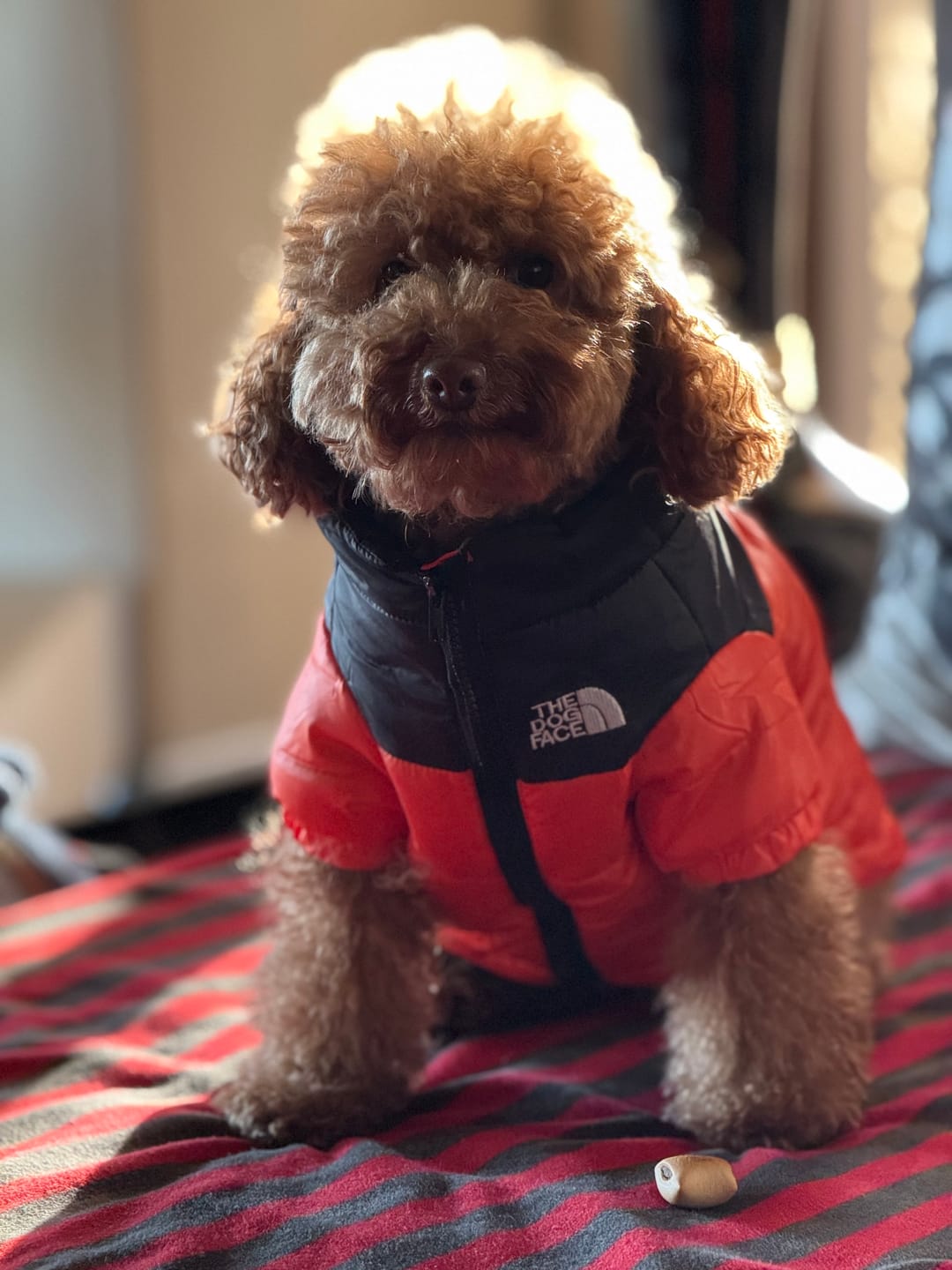 Customer photo review of The Dog Face Piumino