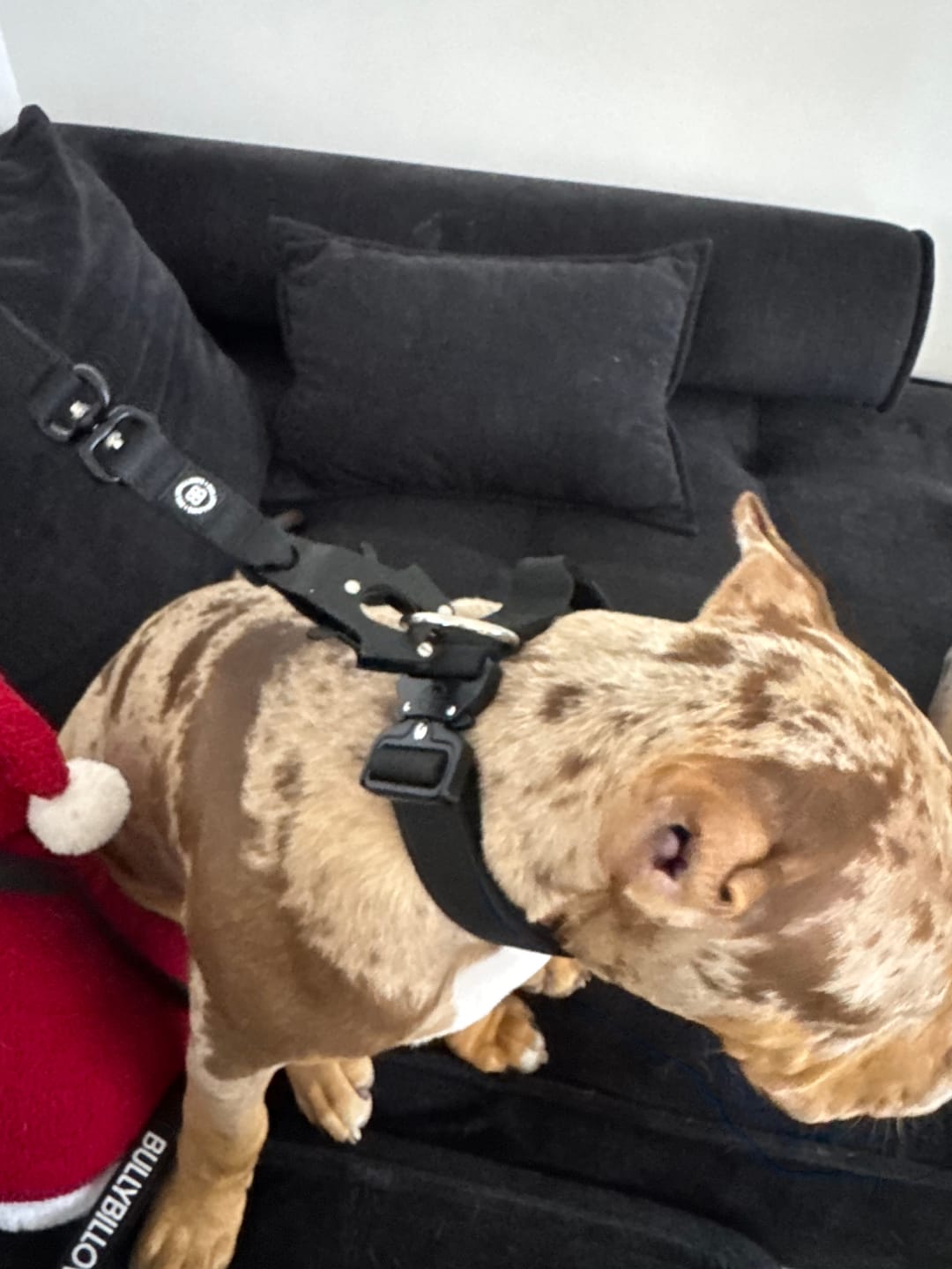 Customer photo review of 4cm Combat® Collar | Handle & Rated Clip - Black