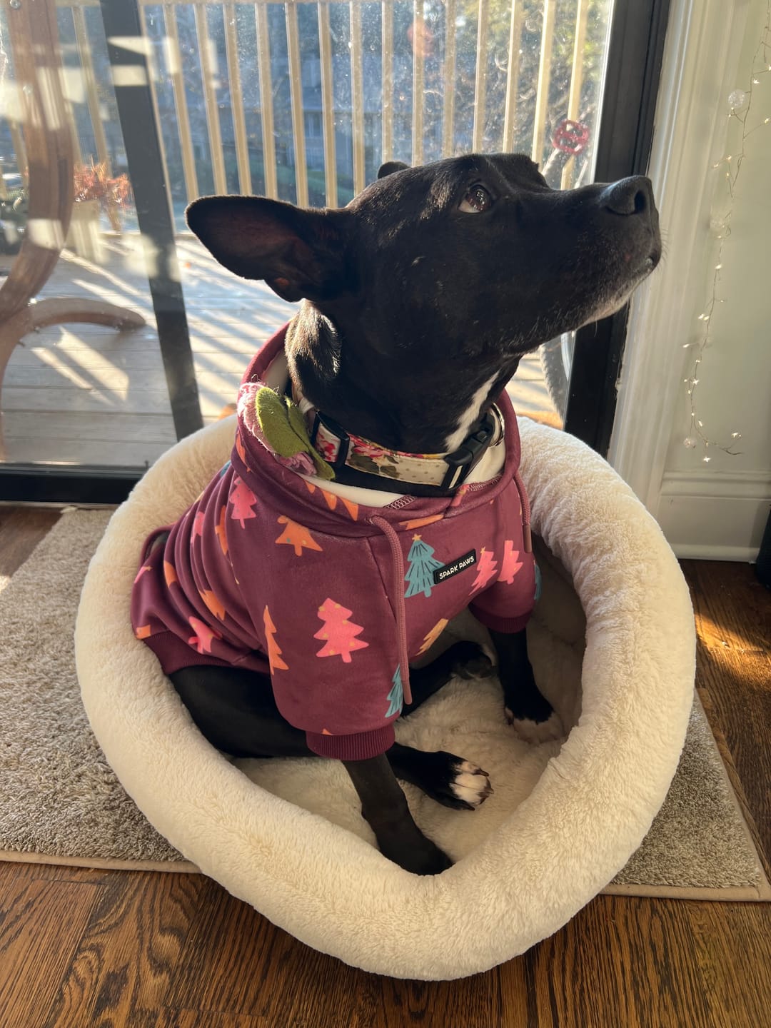 Customer photo review of Christmas Dog Hoodie - Candy Trees