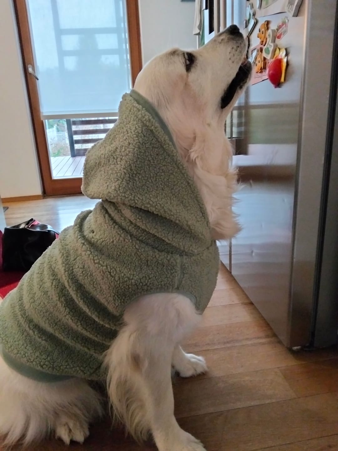 Customer photo review of Teddy Sherpa Dog Jacket - Light Green