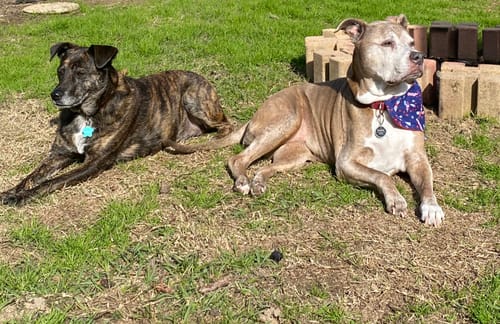 Customer's two happy dogs, a brindle and a pit bull, resting on a lawn. The review is for Wild Salmon Pet CBD Oil.