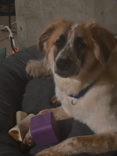 Customer photo review of Freezbox - Super Tough Treat Toy