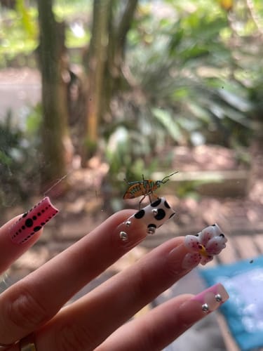 Customer photo review of Sweet Dot Bloom