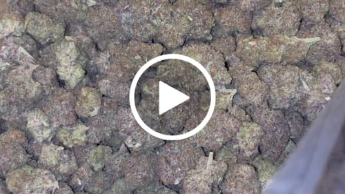 Customer video review of Purple Nerdz - Bulk - Indica